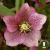 Helleborus orientalis.jpg